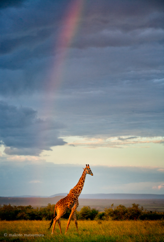 キリンと虹　マサイマラ国立保護区