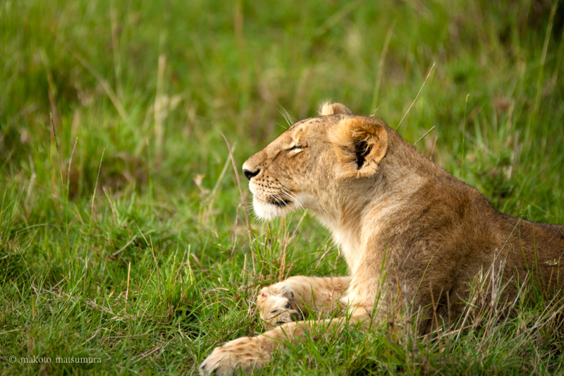 ライオン　マサイマラ国立保護区