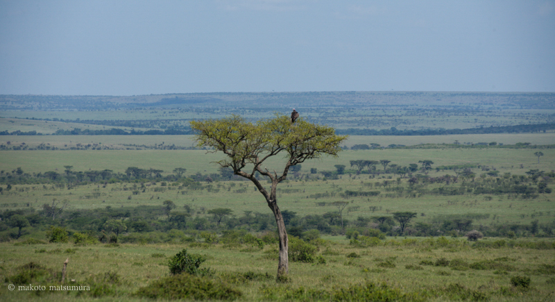 マサイマラ国立保護区