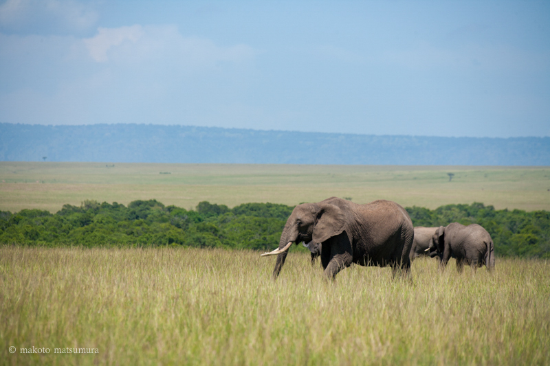 草原と象　マサイマラ国立保護区