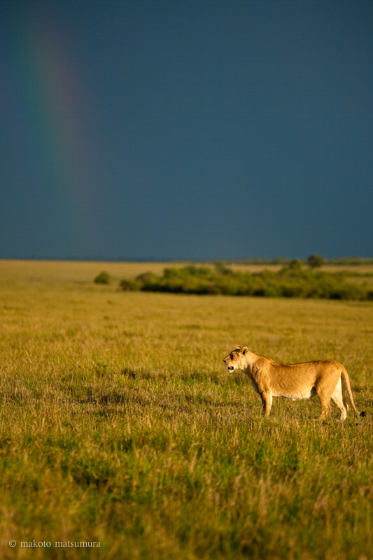虹とライオン　マサイマラ国立保護区