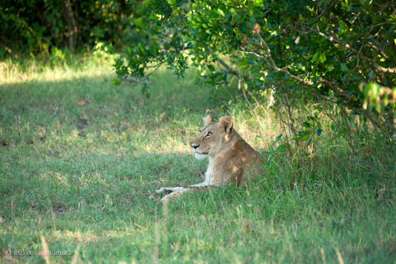 ライオン　マサイマラ国立保護区
